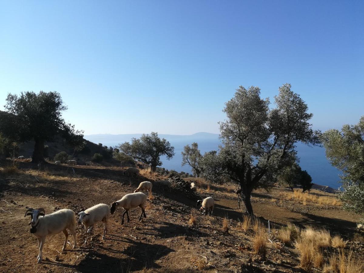 Sea Breeze Ecological Villa Agia Galini  Bagian luar foto
